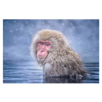 Fotografie Snow Monkey, Max Wang, 40 × 26.7 cm