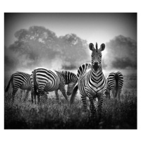 Fotografie Stallion in a Pin Stripe Suit, WildPhotoArt, 40 × 35.3 cm