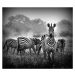 Fotografie Stallion in a Pin Stripe Suit, WildPhotoArt, 40x35 cm