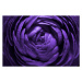 Fotografie Purple Flower Macro Shot, MirageC, (40 x 26.7 cm)
