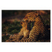 Fotografie Leopard mother and cub , resting, Anup Shah, 40 × 26.7 cm