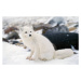 Fotografie Arctic fox in winter coat, Hudson Bay, Canada, Jeff Foott, 40x24.6 cm