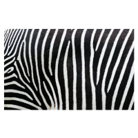 Fotografie Close-up view of zebra stripes, Freder, 40 × 24.6 cm