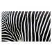 Fotografie Close-up view of zebra stripes, Freder, 40 × 24.6 cm