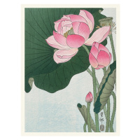 Obrazová reprodukce Blooming Lotus, Ohara Koson, 30 × 40 cm