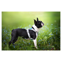 Vsepropejska Ricota sportovní kšíry pro psa | 36 – 73 cm Barva: Modrá, Obvod hrudníku: 36 - 45 c