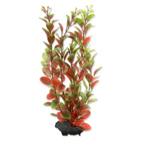 Tetra rostlina Red Ludwigia 23 cm