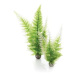 biOrb Aquatic Zima fern set 2