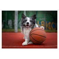 Fotografie Dog with a basketball, Anita Kot, 40x26.7 cm