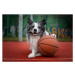 Fotografie Dog with a basketball, Anita Kot, 40x26.7 cm