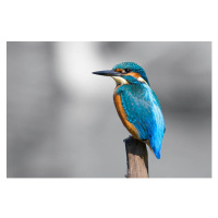 Fotografie Kingfisher  (Alcedo atthis), Andrew_Howe, 40 × 26.7 cm