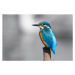 Fotografie Kingfisher  (Alcedo atthis), Andrew_Howe, 40 × 26.7 cm