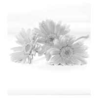Umělecká fotografie gerbera bouquet (monochrome), Hana-Photo, (26.7 x 40 cm)