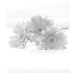 Fotografie gerbera bouquet (monochrome), Hana-Photo, 26.7 × 40 cm