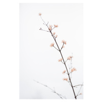 Fotografie Twig with small flowers, Studio Collection, 26.7 × 40 cm