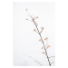 Fotografie Twig with small flowers, Studio Collection, 26.7 × 40 cm