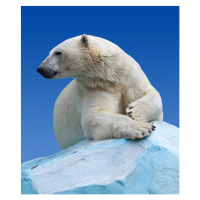 Fotografie Polar bear on a rock against blue sky, JackF, 33.7 × 40 cm