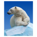 Umělecká fotografie Polar bear on a rock against blue sky, JackF, (35 x 40 cm)