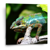 Sablio Obraz Chameleon - 50x50 cm