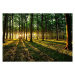 Velkoformátová tapeta Artgeist Spring Morning in the Forest, 200 x 140 cm