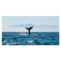 Fotografie Seascape with Whale tail., USO, 40 × 20 cm
