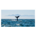 Fotografie Seascape with Whale tail., USO, 40 × 20 cm