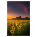 Fotografie Natural Landscape Scenery Agriculture Field of, KDP, 26.7 × 40 cm