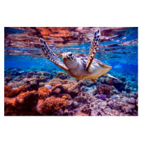 Fotografie Sea turtle swims under water on, cookelma, 40 × 26.7 cm