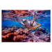 Fotografie Sea turtle swims under water on, cookelma, 40 × 26.7 cm