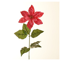 Větvička poinsettie