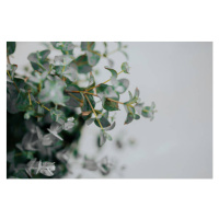 Fotografie potted eucalyptus gunni at home with copyspace, Carol Yepes, 40 × 26.7 cm