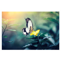 Umělecká fotografie Butterfly On Yellow Flower, borchee, (40 x 26.7 cm)
