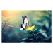 Fotografie Butterfly On Yellow Flower, borchee, (40 x 26.7 cm)