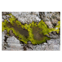 Fotografie Abstract view of moss on rocks, Kevin Trimmer, 40 × 26.7 cm