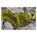 Fotografie Abstract view of moss on rocks, Kevin Trimmer, 40 × 26.7 cm