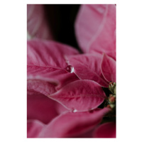Fotografie Macro pink flowers, Javier Pardina, (26.7 x 40 cm)