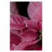 Fotografie Macro pink flowers, Javier Pardina, 26.7x40 cm
