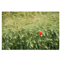 Fotografie Lonely poppy in a wheat field, Jean-Philippe Tournut, 40 × 26.7 cm