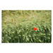 Fotografie Lonely poppy in a wheat field, Jean-Philippe Tournut, 40 × 26.7 cm