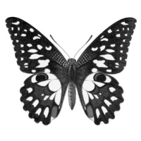 Umělecká fotografie Old chromolithograph illustration of Birdwing Butterfly, mikroman6, (40 x 35