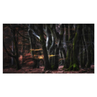 Fotografie Mystical Speulderforest, Saskia Dingemans, 40 × 22.2 cm