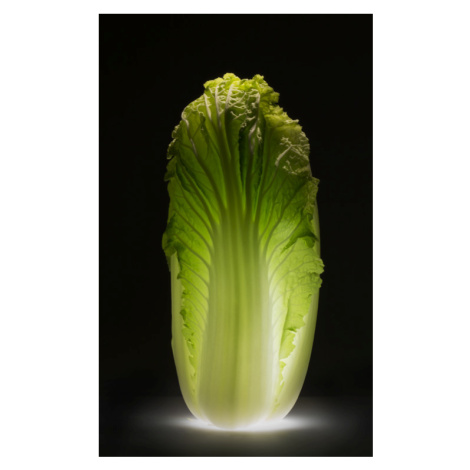 Plakát, Obraz - Chinese cabbage, Wieteke de Kogel, 24.7 × 40 cm