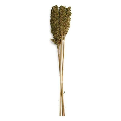 Sušina Indian corn zelená 75cm, 3ks Dijk