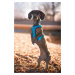 Vsepropejska Serg postroj s prodyšným povrchem pro psa | 28 – 78 cm Barva: Modrá, Obvod hrudníku