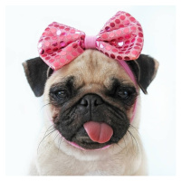Umělecká fotografie Funny Pug dog, retales botijero, (40 x 40 cm)