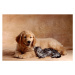 Fotografie Kitten Leaning Against Golden Retriever Puppy, Don Mason, 40 × 26.7 cm