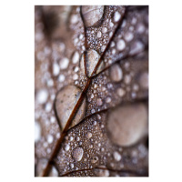 Fotografie Autumn Rain, Mareike Bohmer, 26.7 × 40 cm