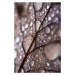 Fotografie Autumn Rain, Mareike Bohmer, 26.7 × 40 cm