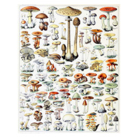 Obrazová reprodukce Illustration of Mushrooms  c.1923, Millot, Adolphe Philippe, 30 × 40 cm