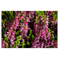 Vřes obecný 'Eckart Miessner' - Calluna vulgaris 'Eckart Miessner', Kontejner o objemu 1,5 litru